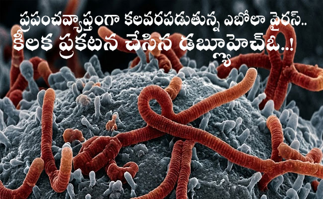 Ebola Virus Alarms the World : ప్రపంచవ్యాప్తంగా కలవరపడుతున్న ఎబోలా వైరస్.. కీలక ప్రకటన చేసిన డబ్ల్యూహెచ్‌ఓ..!