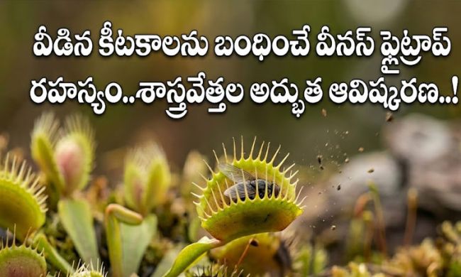 Latest Research : వీడిన కీటకాలను బంధించే వీనస్ ఫ్లైట్రాప్ రహస్యం..శాస్త్రవేత్తల అద్భుత ఆవిష్కరణ..!