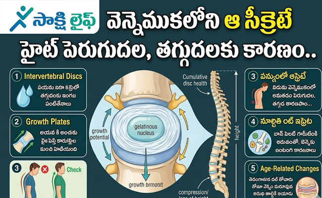 The Secret of the Spine : వెన్నెముకలోని ఆ సీక్రెటే హైట్ పెరుగుదల, తగ్గుదలకు కారణం..  