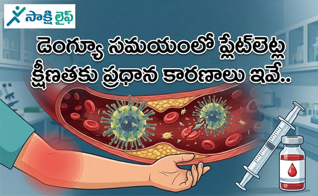 Dengue and Platelet Drop : డెంగ్యూ సమయంలో ప్లేట్‌లెట్ల క్షీణతకు ప్రధాన కారణాలు ఇవే.. 