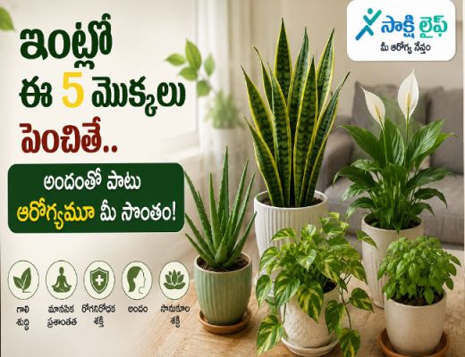 Better Health : ఇంట్లో ఈ 5 మొక్కలు పెంచితే.. అందంతో పాటు ఆరోగ్యమూ మీ సొంతం..!