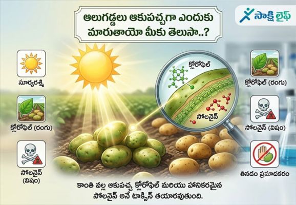 Green Potatoes : ఆలుగడ్డలు ఆకుపచ్చగా ఎందుకు మారుతాయో మీకు తెలుసా..?