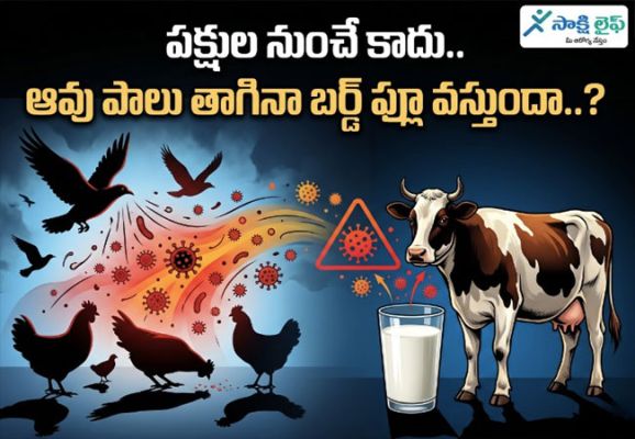 Bird Flu : పక్షుల నుంచే కాదు.. ఆవు పాలు తాగినా బర్డ్ ఫ్లూ వస్తుందా..?