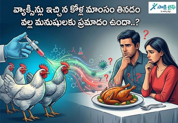 Vaccinated Chicken : వ్యాక్సిన్లు ఇచ్చిన కోళ్ల మాంసం తినడం వల్ల మనుషులకు ప్రమాదం ఉందా..? 