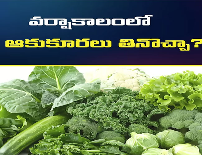 ఆకుకూరలు వర్షాకాలంలో ఎందుకు తినొద్దు..? 