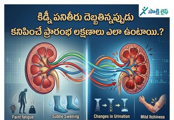 Kidney Function : కిడ్నీ పనితీరు దెబ్బతిన్నప్పుడు కనిపించే ప్రారంభ లక్షణాలు ఎలా ఉంటాయి..?